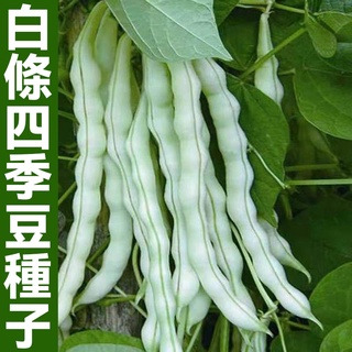 白條四季豆種子 四季豆種子 春播種蔬菜 秋播種蔬菜 無筋蕓豆架豆種籽 蔬菜種子