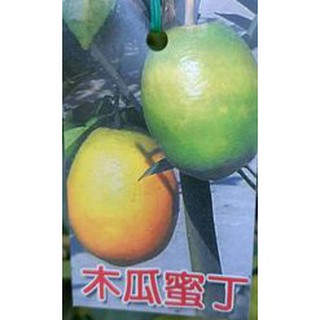 ***小農之家**優質種苗「 木瓜蜜丁 」大果種 嫁接苗 高約50-60cm 柳丁類