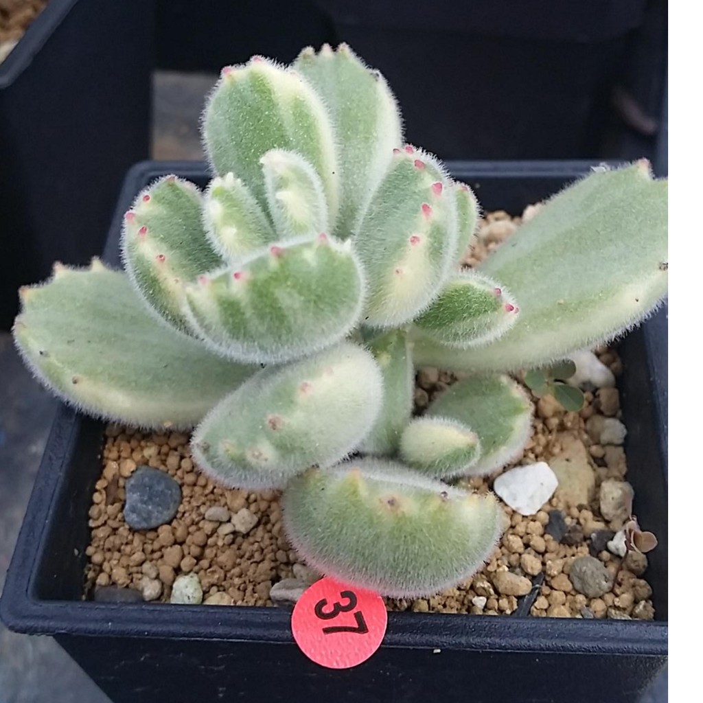 穩根多肉植物熊童子白熊白熊37 3吋盆裸根寄送 蝦皮購物