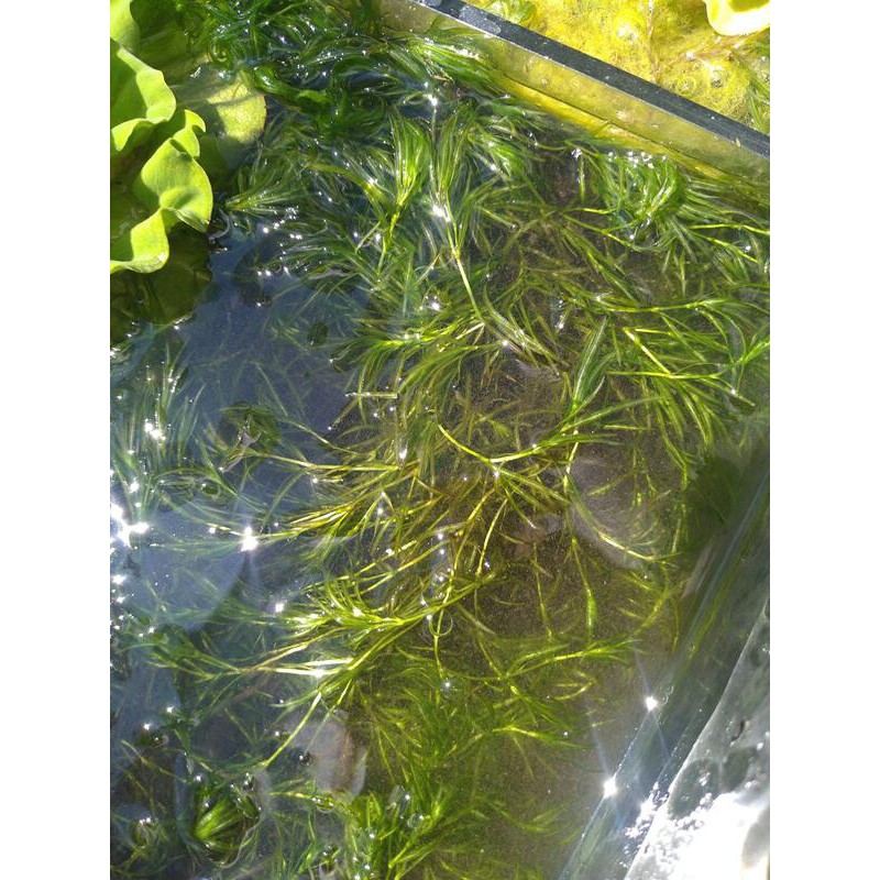 四葉草水生植物 水草造景 隨機漂浮水草一把10元 約10株 水草造景專賣店 蝦皮購物