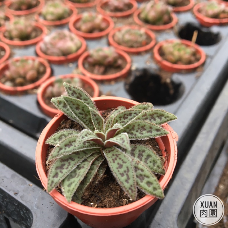 一吋迷你盆 花簪 多肉植物 多肉 療癒小物 組盆 可愛 Xuan肉園 蝦皮購物