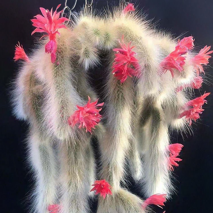 多肉植物狐尾的價格推薦 23年2月 比價比個夠biggo