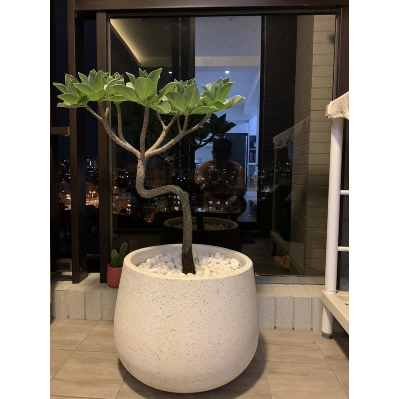 白水木 水磨石 景觀植栽 蝦皮購物