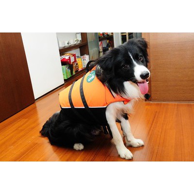 [二手] LOGOS 中型犬救生衣