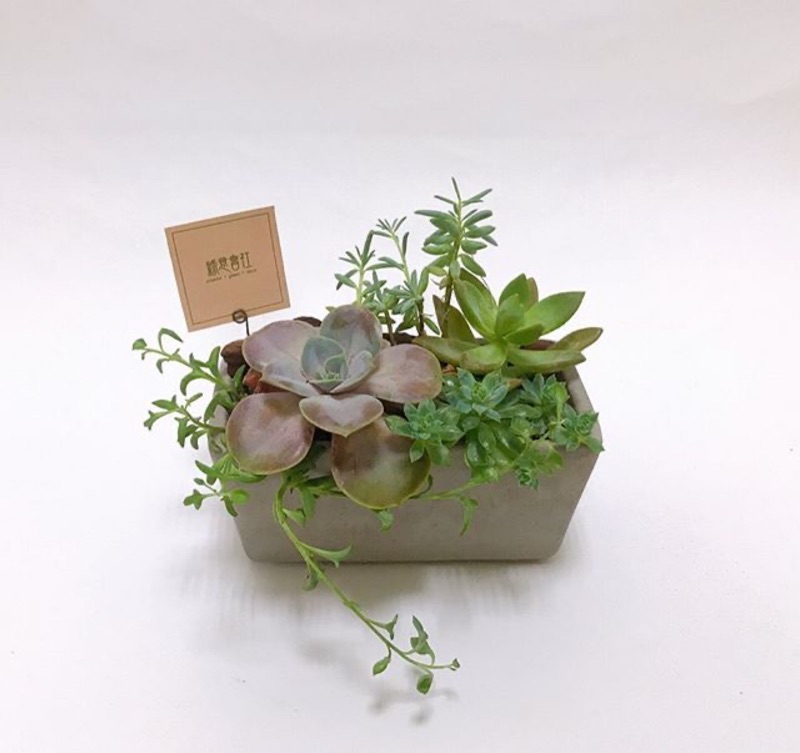 綠意會社 多肉植物 組合盆栽 懶人植物 蝦皮購物