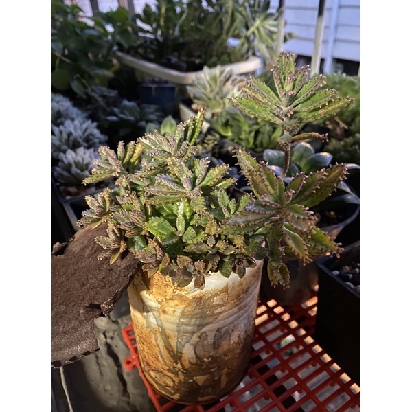 多肉植物不死鳥 蕾絲姑娘超好照顧的3吋盆 小苗 幼幼苗 蝦皮購物
