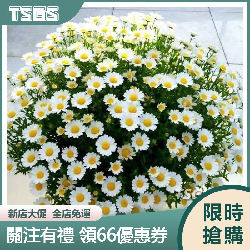 【TSGS】小雛菊種子四季易中開花不斷室内花卉植物花種子 小雛菊花種子