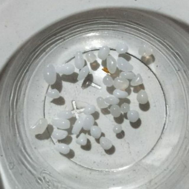 佛陀增生舍利米狀白玉舍利2-2.5mm】特價佛教嘎烏盒開光護身符吊墜楞嚴神咒吊墜掛件裝藏舍利子甘露丸