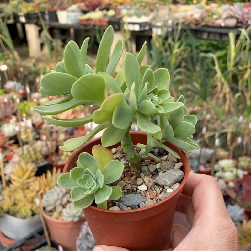 紅瓦仙肉屋薄化粧 多肉植物 景天 一物一拍編號 蝦皮購物