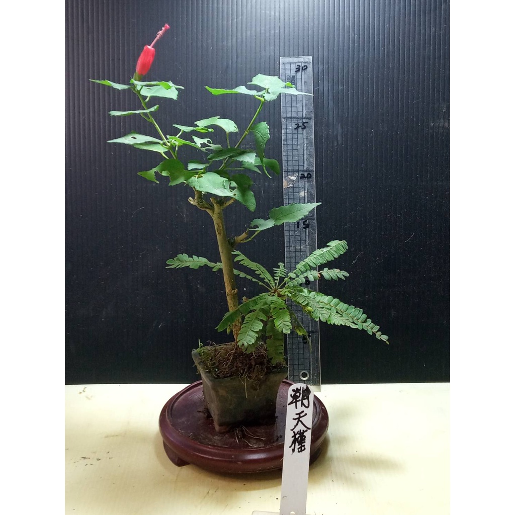 樂山   朝天槿 B52  小型盆栽