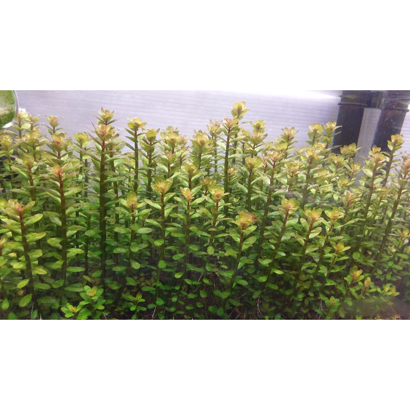 印度小圓葉耐熱好種2o株10o元特價 蝦皮購物