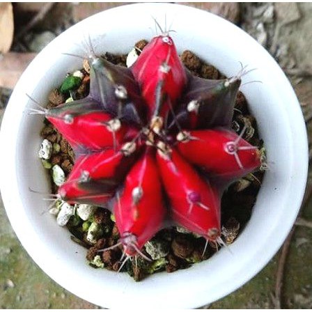 億齊的仙肉園 F 赤黑緋牡丹錦錦斑仙人掌實生緋牡丹錦 蝦皮購物