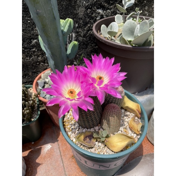 仙人掌紫太陽的價格推薦 22年12月 比價比個夠biggo