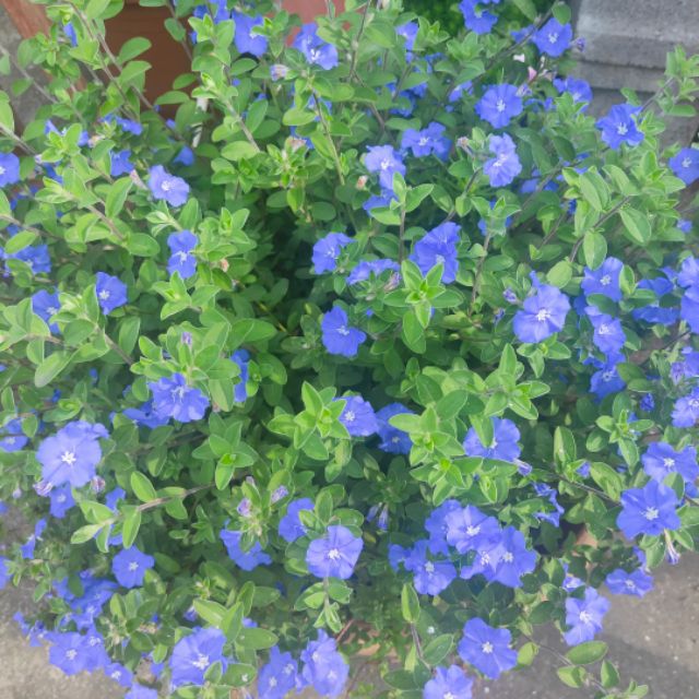 現剪枝條 藍星花藍雪茄花觀花植物售枝條 蝦皮購物