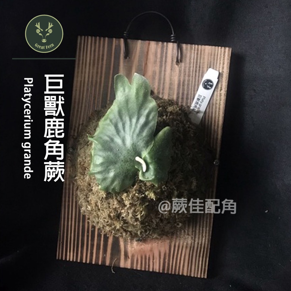 蕨佳配角 - 上板鹿角蕨『巨獸鹿角蕨』Platycerium grande（雨林植物）