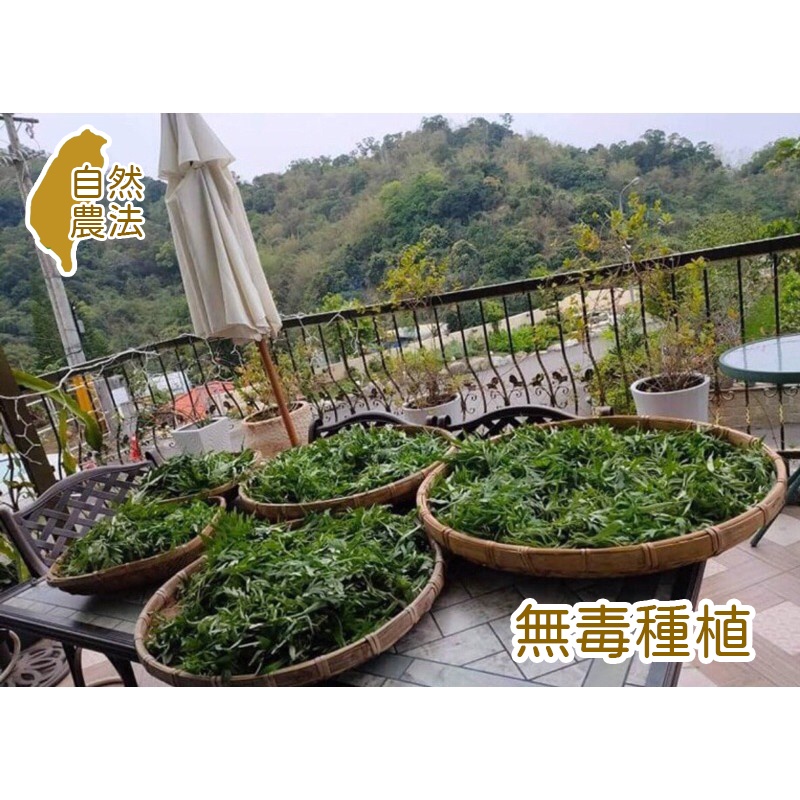 香草、乾燥香草、優頓草、艾草、白鶴靈芝、檸檬香茅、檸檬馬鞭草、腰子草、芳香萬壽菊、魚腥草【無毒種植】【薇拉香草工坊】