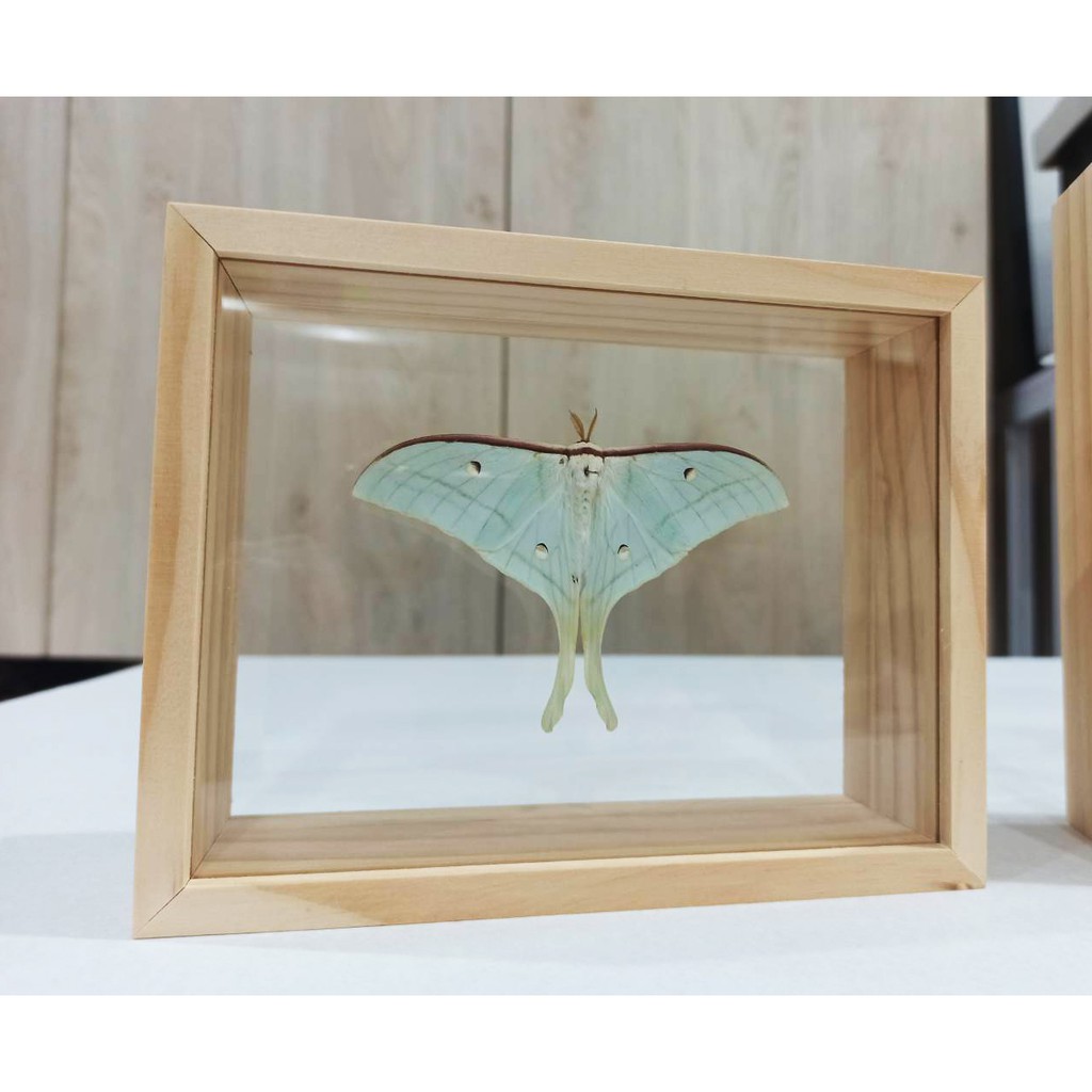 蟲新發現╭○-○╮蝴蝶標本A1 ~ 聖誕禮物系列~長尾水青蛾標本搭配雙面透明相框