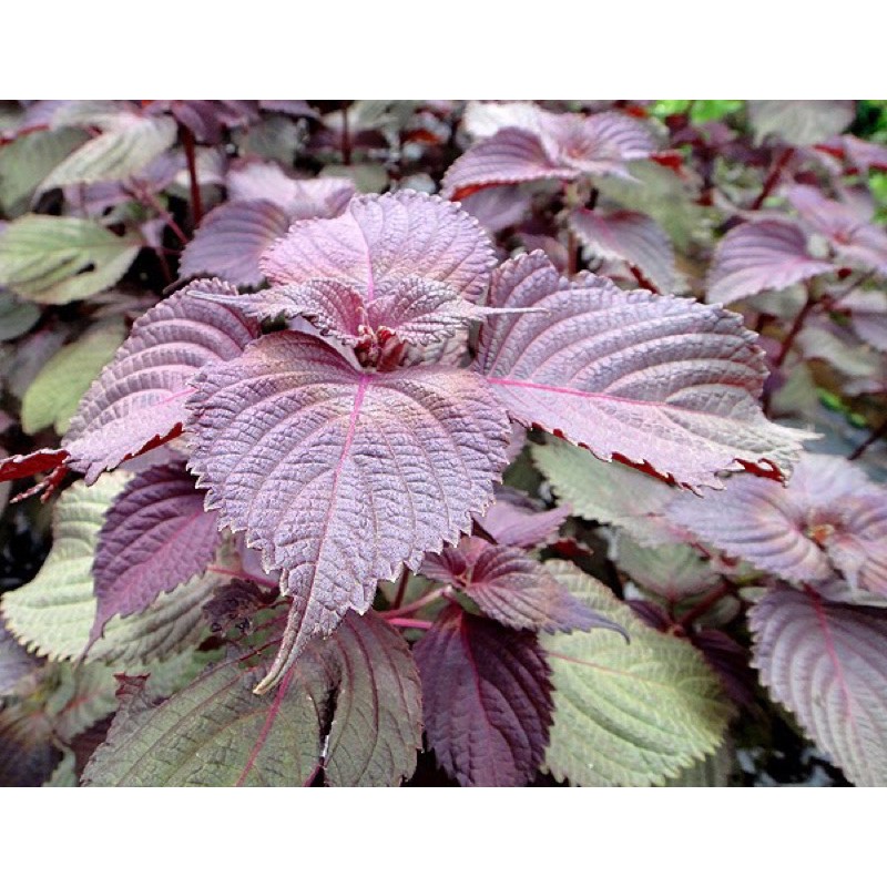 紫蘇苗的價格推薦 21年4月 比價比個夠biggo