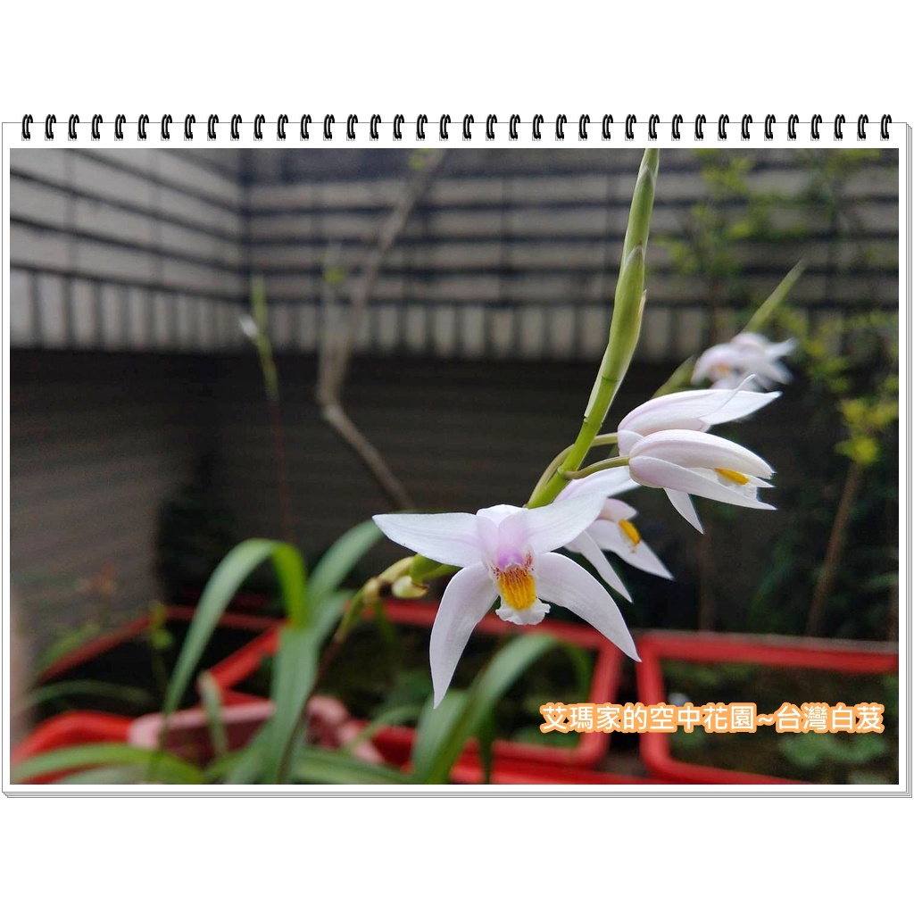 艾瑪家的空中花園 台灣白芨 台灣紫蘭 小白及 白及 白芨 藥用植物 台灣原生蘭 蝦皮購物