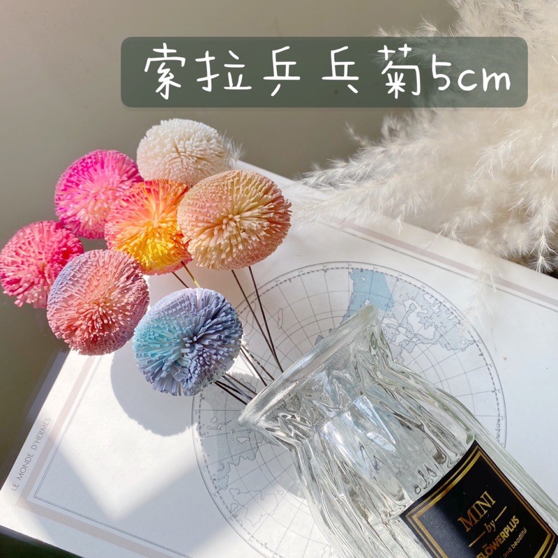 索拉乒乓菊 擴香花蓪草花 拍照道具 乾燥花束 新娘捧花 主花