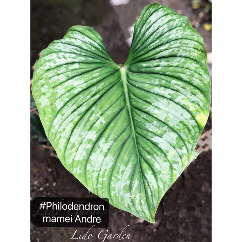 白雲蔓綠絨 Philodendron Mamei Andre雨林植物ig網紅 五吋 六吋 蝦皮購物