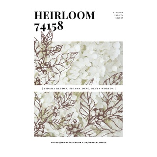 †星星咖啡† 衣索比亞 水洗 希達馬 斑莎 74158 單一品種G1 21/05批次
