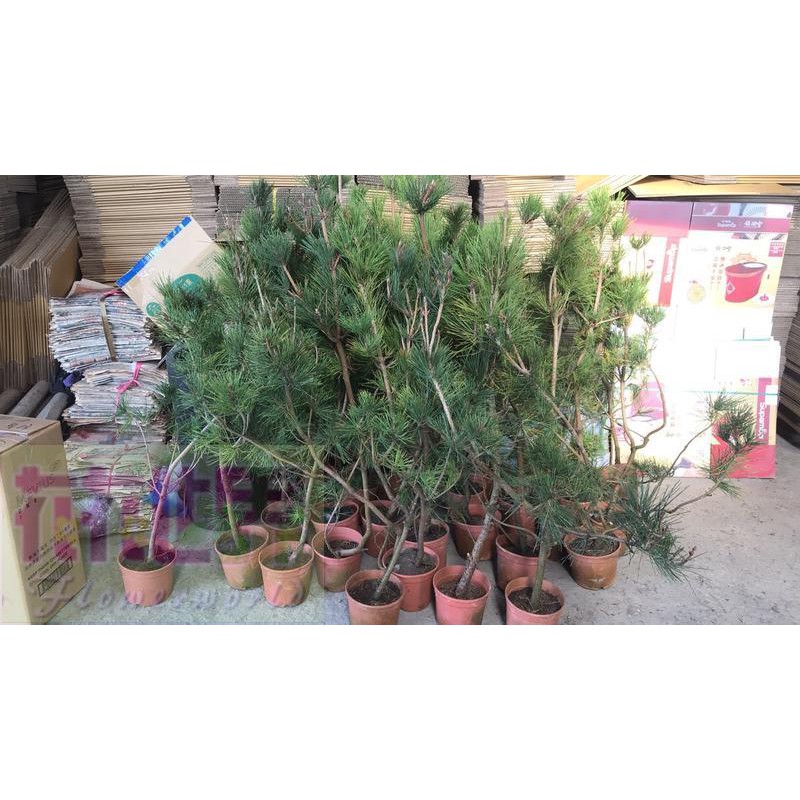 花花世界_常綠植物--黑松--(無法超取)松樹5吋盆高1米