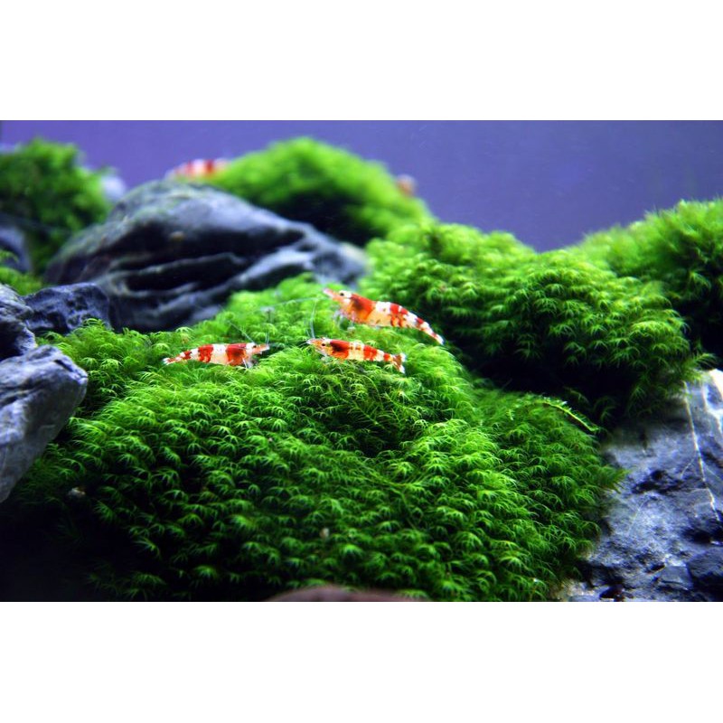 蝦兵蟹將 水草造景 美國鳳尾苔 散裝 份 羽毛苔前景草diy 入門級陰性水草苔蘚類初學者鳳凰莫斯莫絲默思 蝦皮購物