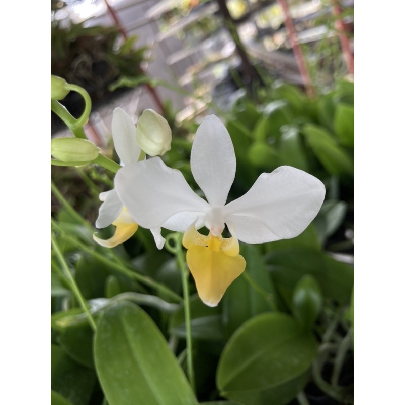 新品 菲律賓原生種 P.intermedia 白花黃唇sib 蝴蝶蘭 蘭花 orchid