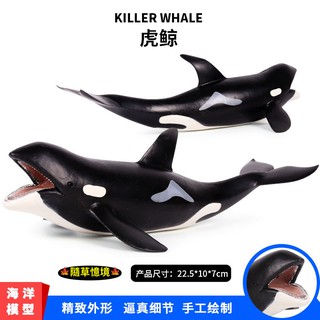 （22cm大號）SPG 模擬 虎鯨 殺人鯨 逆戟鯨 鯨魚 海洋生物 動物模型 野生動物 兒童玩具 益智
