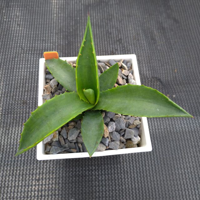 Agave sp Pilon,Kuba 龍舌蘭 種子實生