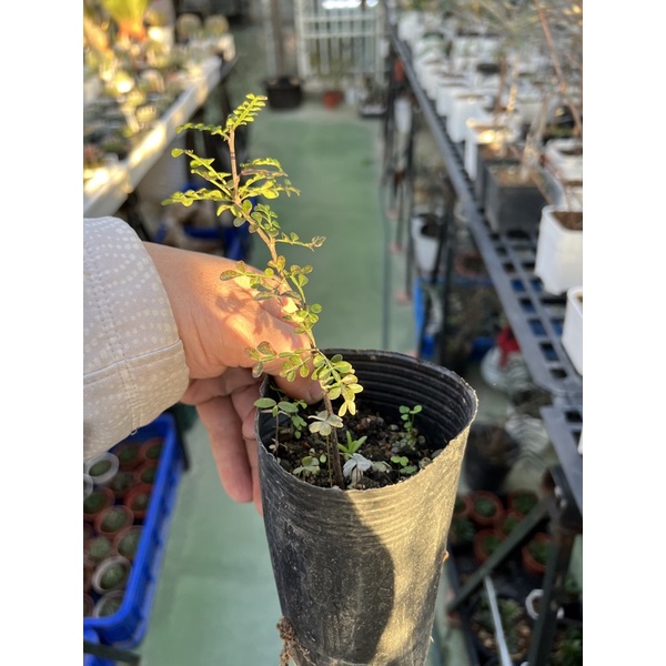 列加氏漆operculicarya decaryi