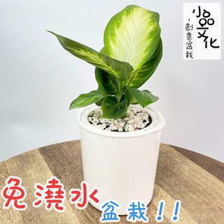 【小品文化】瑪莉安粉黛【現貨】4吋黑白圓免澆水盆栽 懶人盆栽 觀葉植物 室內植物 自動吸水 創意花盆 居家辦公盆花