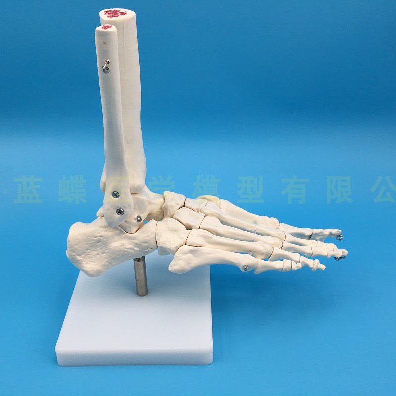 ♥❤腳掌骨骼模型 足骨模型 成人腳掌關節功能模型 人體腳關節附韌帶