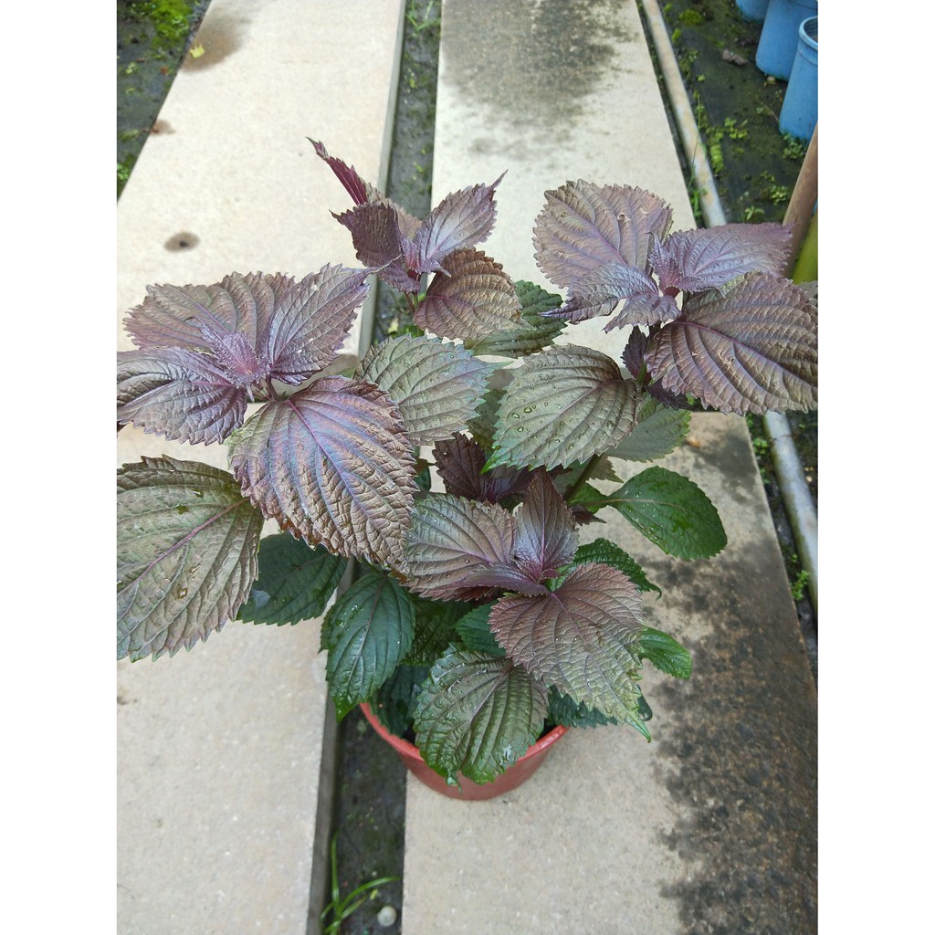 花精靈植物的家 香草 紅紫蘇 紫蘇 5吋盆 高15公分以上 蝦皮購物