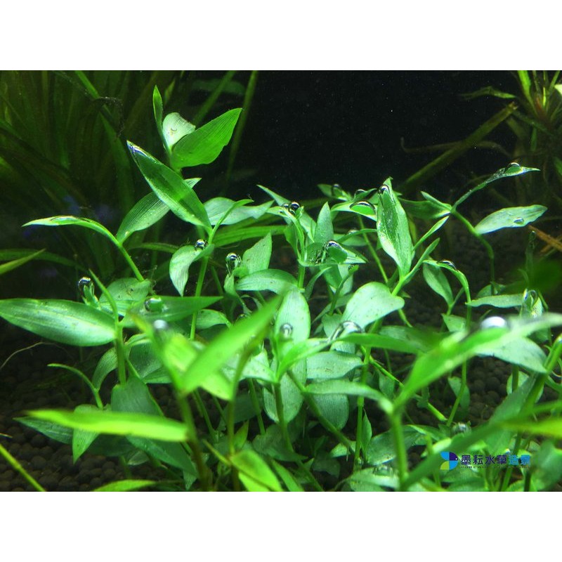 墨耘水草 泡泡龍 水上葉 10株 30元中景 蝦皮購物