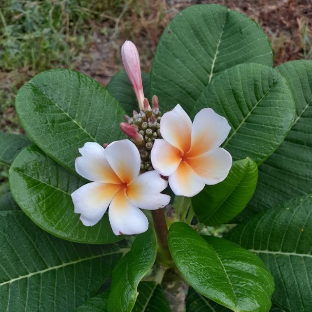 花痴植人 新加坡橘 鈍葉矮種 Dwarf Plastic Orange 雞蛋花 蝦皮購物
