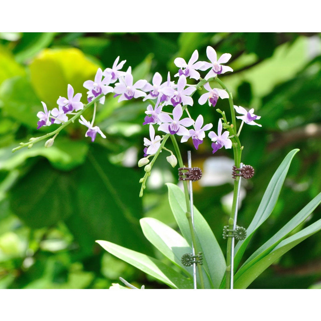 紫氏部 限量成熟開花株 花梗剛剪 蝦皮購物