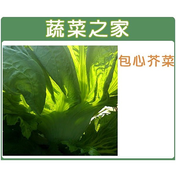 【蔬菜之家滿額免運】A26.包心芥菜(長年菜 刈菜)種子1000顆(肉甲厚，結球中早，照顧易，纖維少 )葉菜類種子 菜種