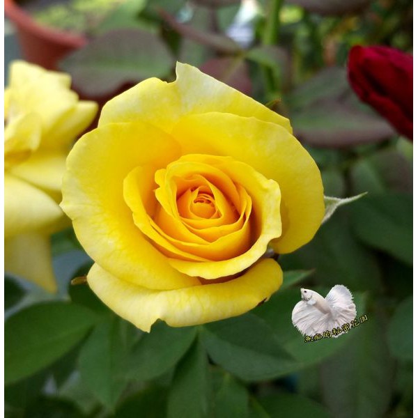 [品種隨機出貨.照片參考用] 黃色系玫瑰花盆栽 8吋盆活體盆栽 幾乎四季開花~ 下單時不一定還有花!務必先問~太熱會缺貨