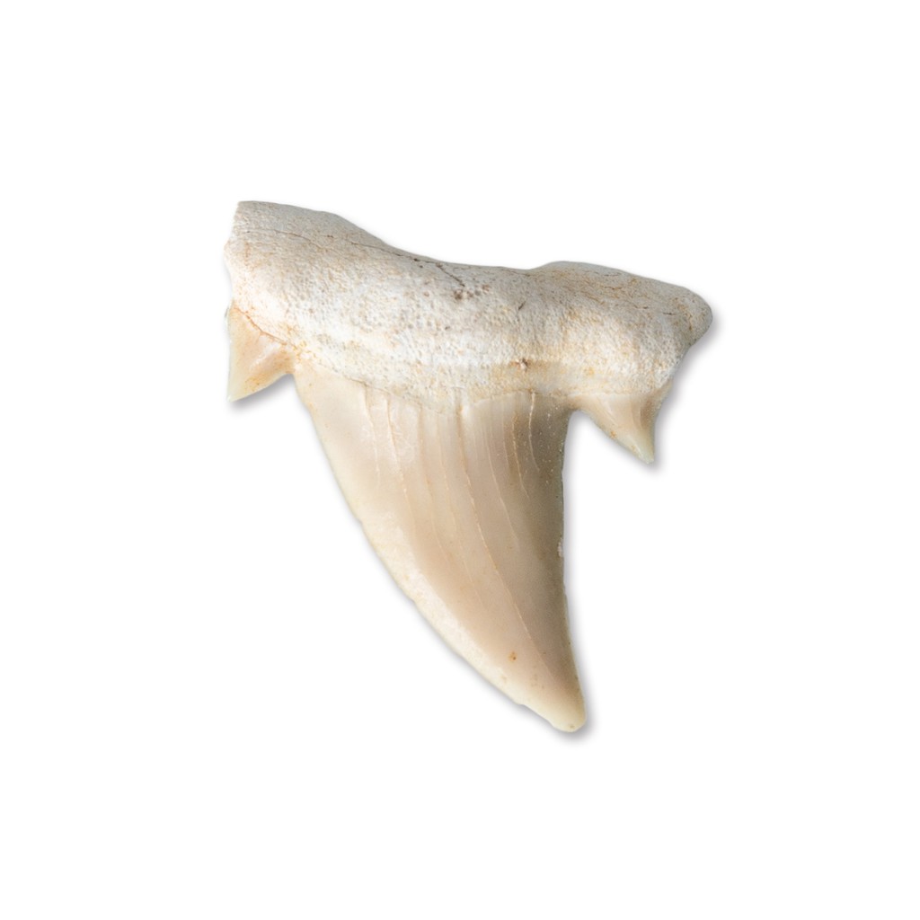 FOSSIL 1 件裝鯊魚牙化石 2.5-3 厘米口香糖完整鯊魚牙化石海洋生物化石歷史生物研究標本