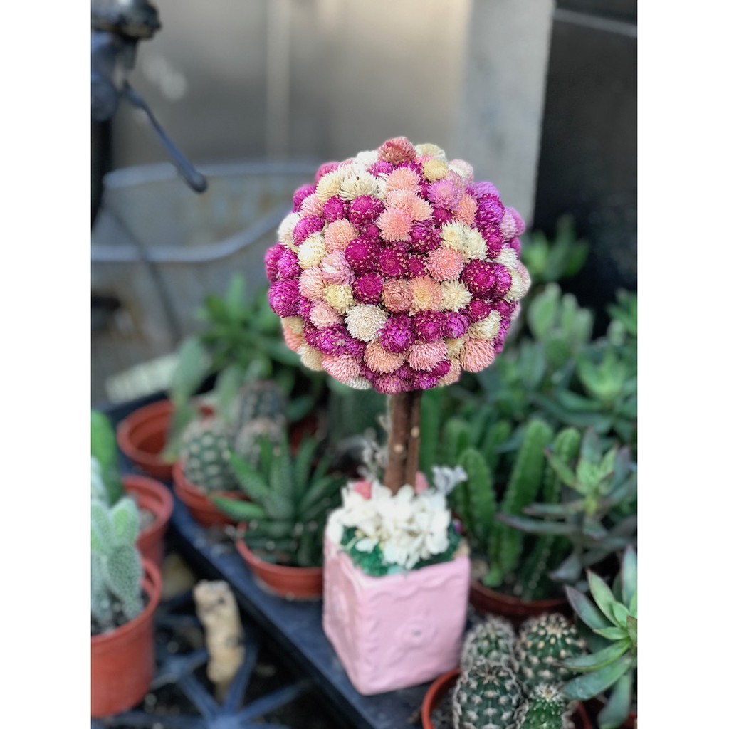 粉紫色系千日紅花 乾燥花 畢業季 情人節 小花束 療癒 婚禮 擺飾 背景 婚禮 花藝佈置 蝦皮購物