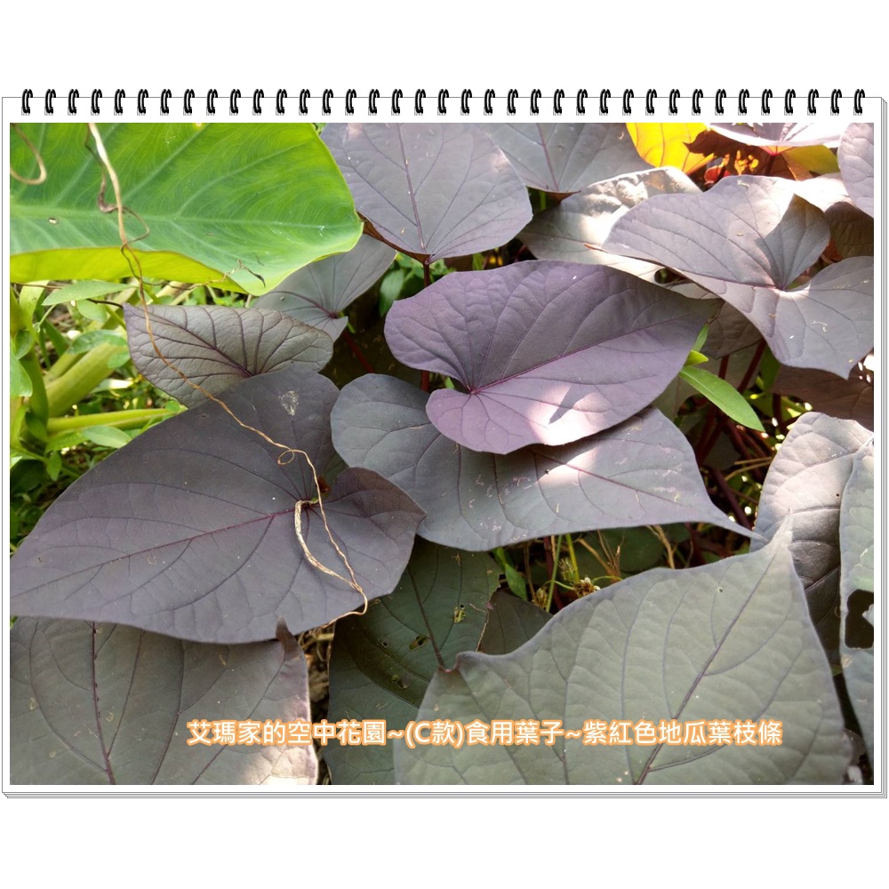 艾瑪家的空中花園~(C款)食用葉子~紫色地瓜葉枝條 紅色地瓜葉枝條 紫紅色地瓜枝條 紅紫色地瓜枝條