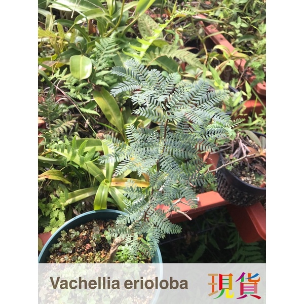 🍃「 珍奇植物 」🍃多肉 塊莖 沙漠 乳香 Vachellia erioloba 藍葉小豆樹
