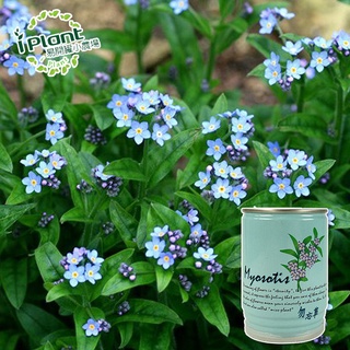 勿忘草 優惠推薦 22年12月 蝦皮購物台灣