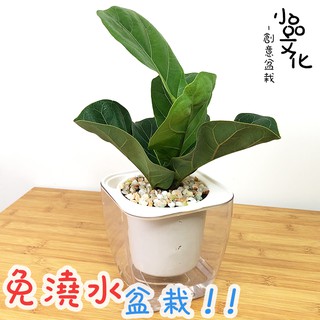 【小品文化】琴葉榕【現貨】4吋透明免澆水盆栽 懶人盆栽 觀葉植物 室內植物 自動吸水 創意花盆 居家辦公盆花