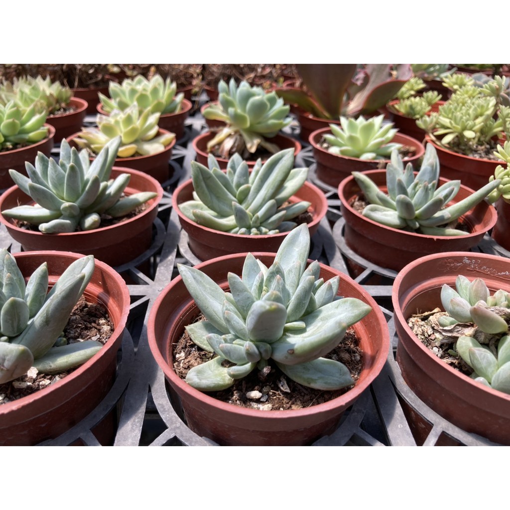 多肉植物 仙人掌 長葉之松 3吋盆 蝦皮購物