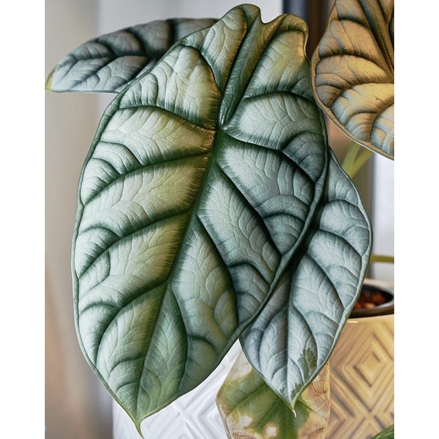 銀龍觀音蓮alocasia Baginda 觀葉植物天南星科網紅ig 盆栽芋頭 蝦皮購物