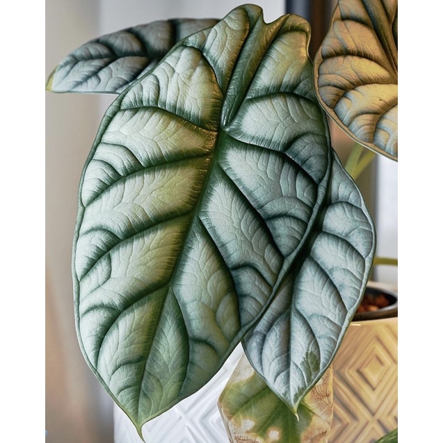 銀龍觀音蓮 Alocasia baginda 觀葉植物 天南星科 網紅 ig 盆栽 芋頭