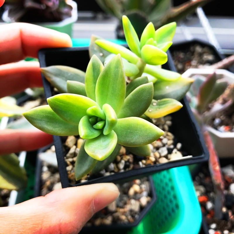 多肉植物 銘月錦 穩根 蝦皮購物